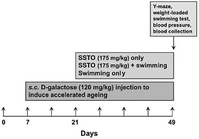 Chinese Soft-Shelled Turtle Oil in Combination With Swimming Training Improves Spatial Memory and Sports Performance of Aging Rats